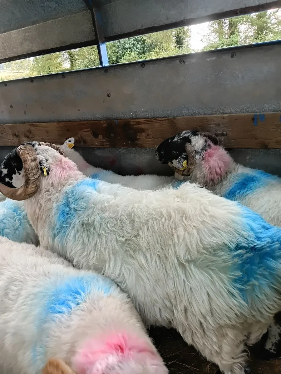 Mountain rams - Image 1