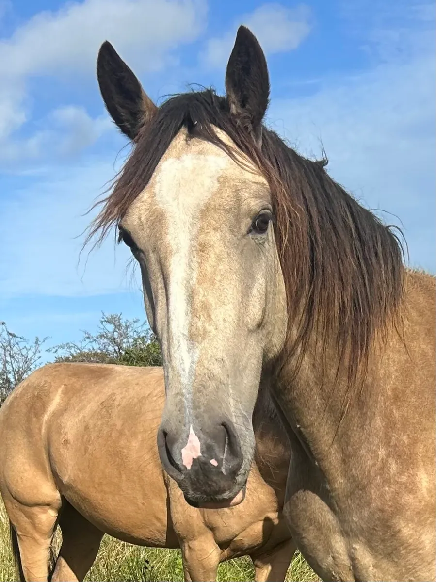 One for the show ring - Image 1