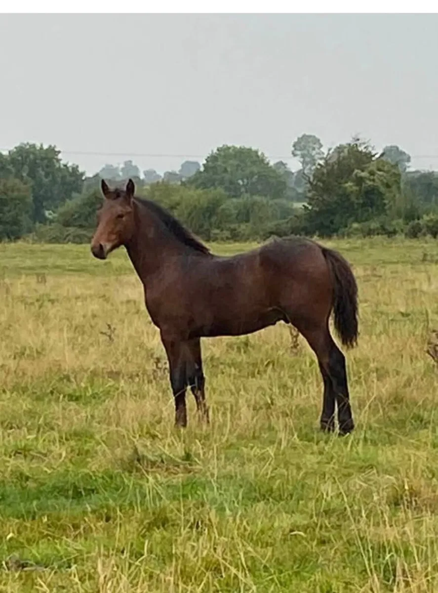 Quality colt foal - Image 1