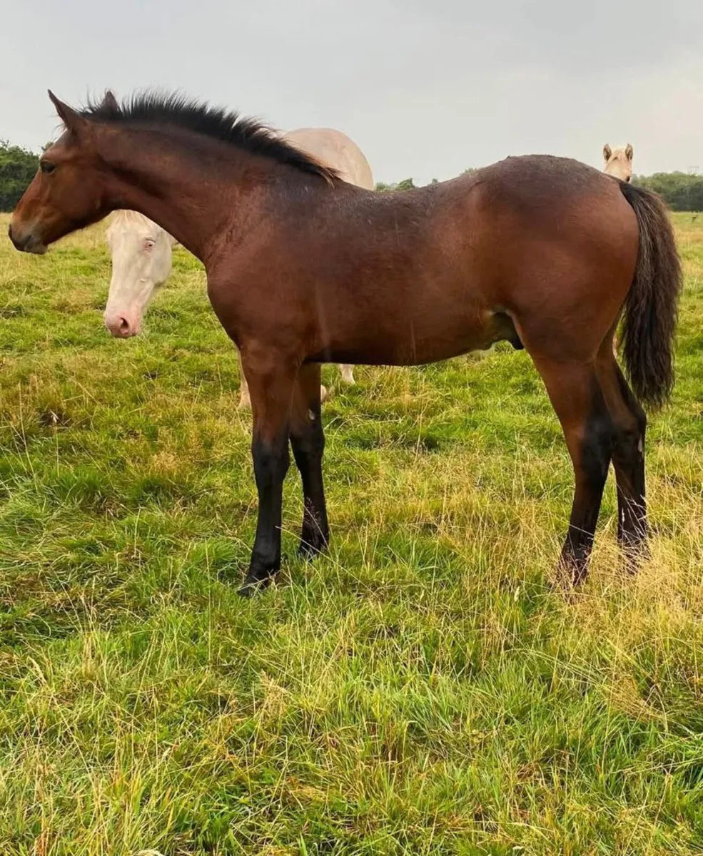 Quality colt foal - Image 2
