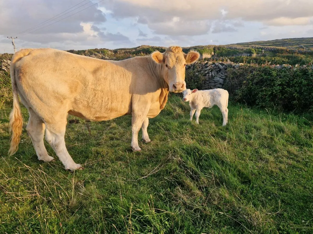Charolais cow with calf - Image 2