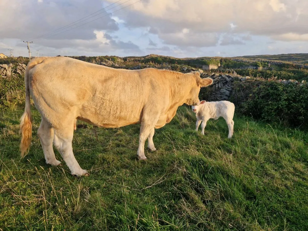 Charolais cow with calf - Image 3