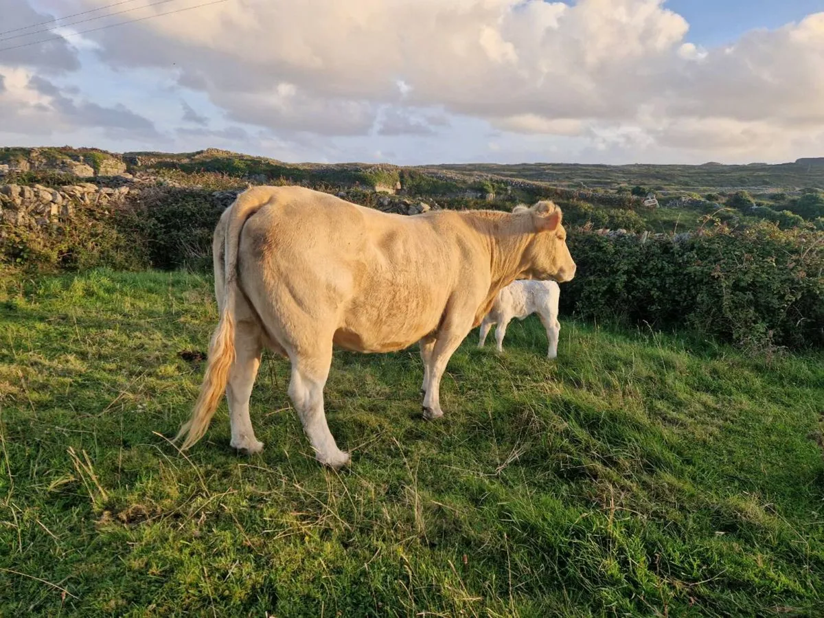 Charolais cow with calf - Image 4