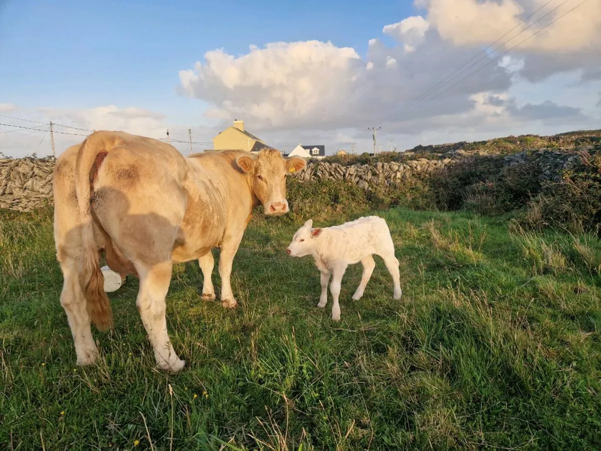 Charolais cow with calf - Image 1