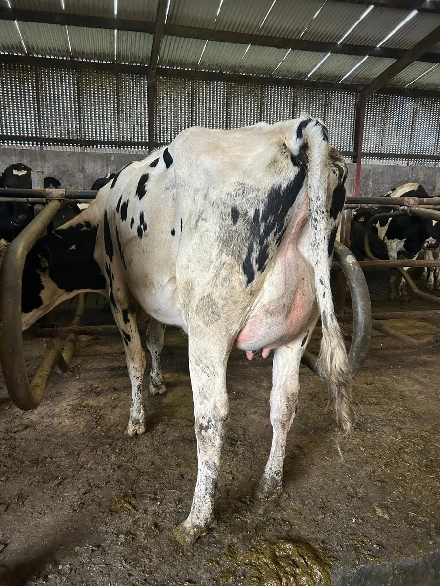 Ballybay Mart Dairy Sale 23rd of September - Image 1