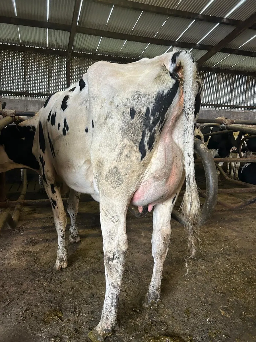 Ballybay Mart Dairy Sale 23rd of September - Image 2