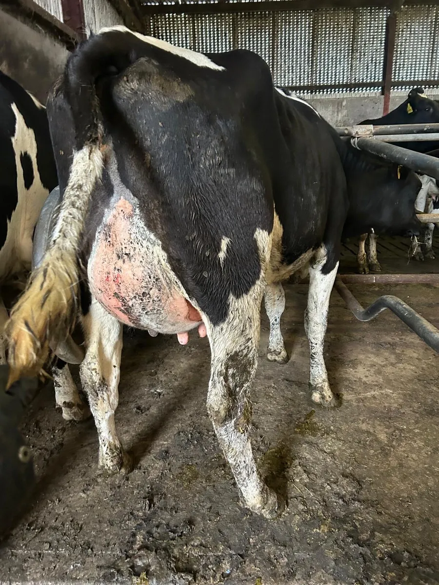 Ballybay Mart Dairy Sale 23rd of September - Image 3