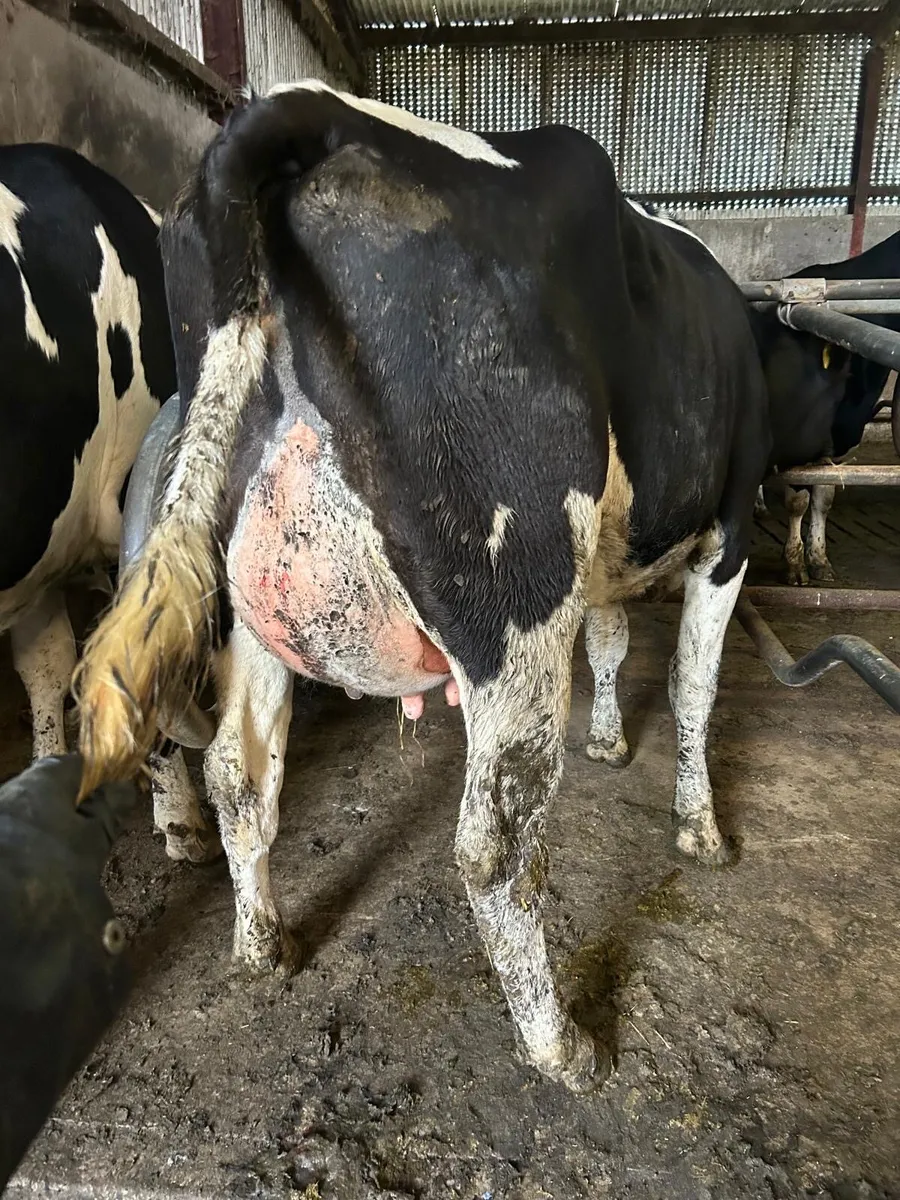 Ballybay Mart Dairy Sale 23rd of September - Image 4