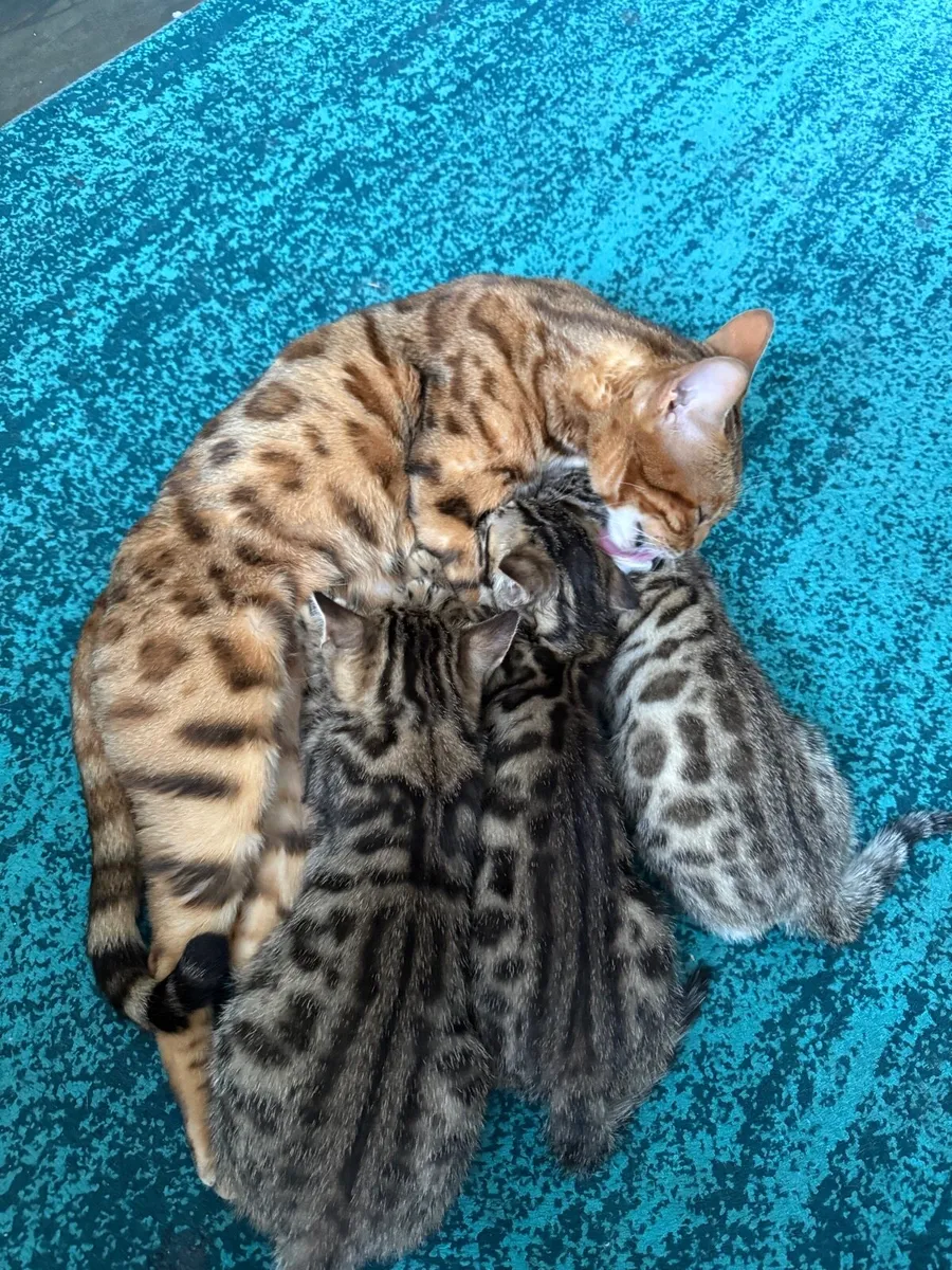 Mix Bengal kittens - Image 2