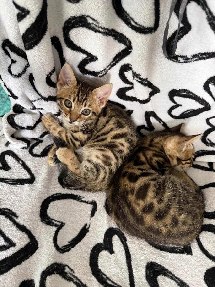 Mix Bengal kittens - Image 3