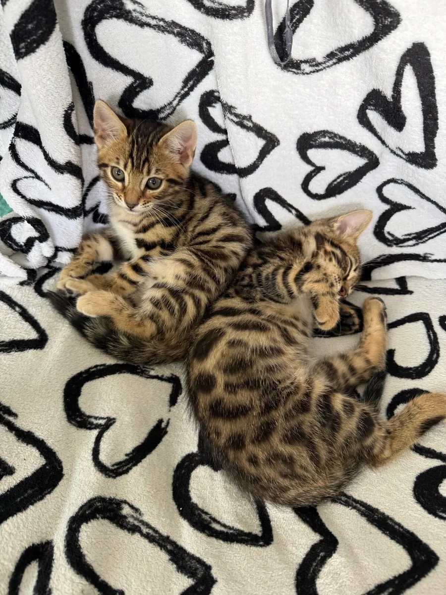 Mix Bengal kittens - Image 4