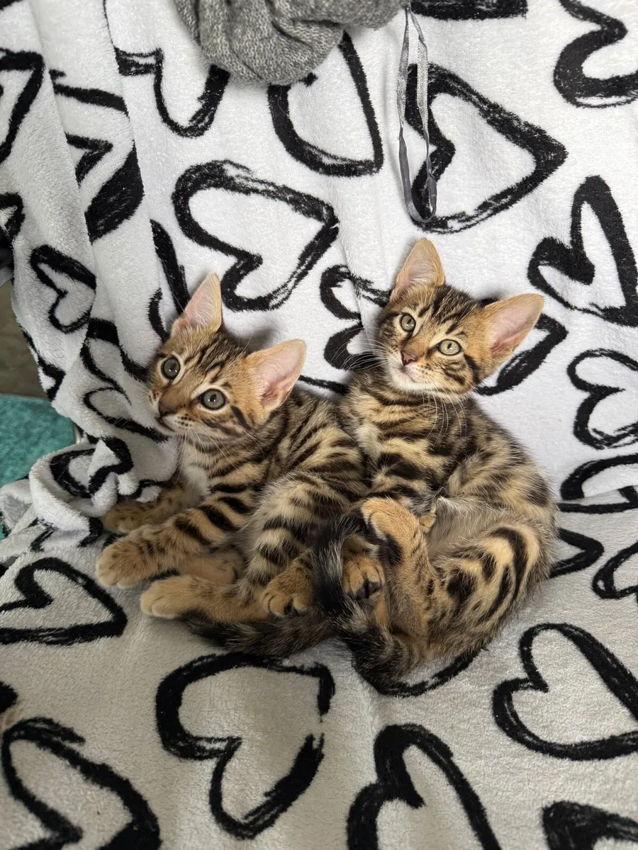 Mix Bengal kittens - Image 4