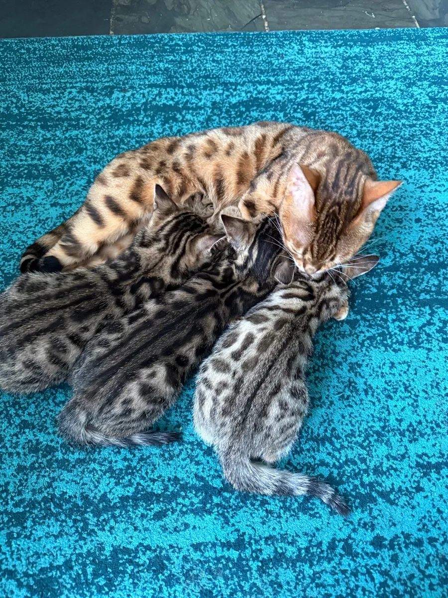 Mix Bengal kittens - Image 1