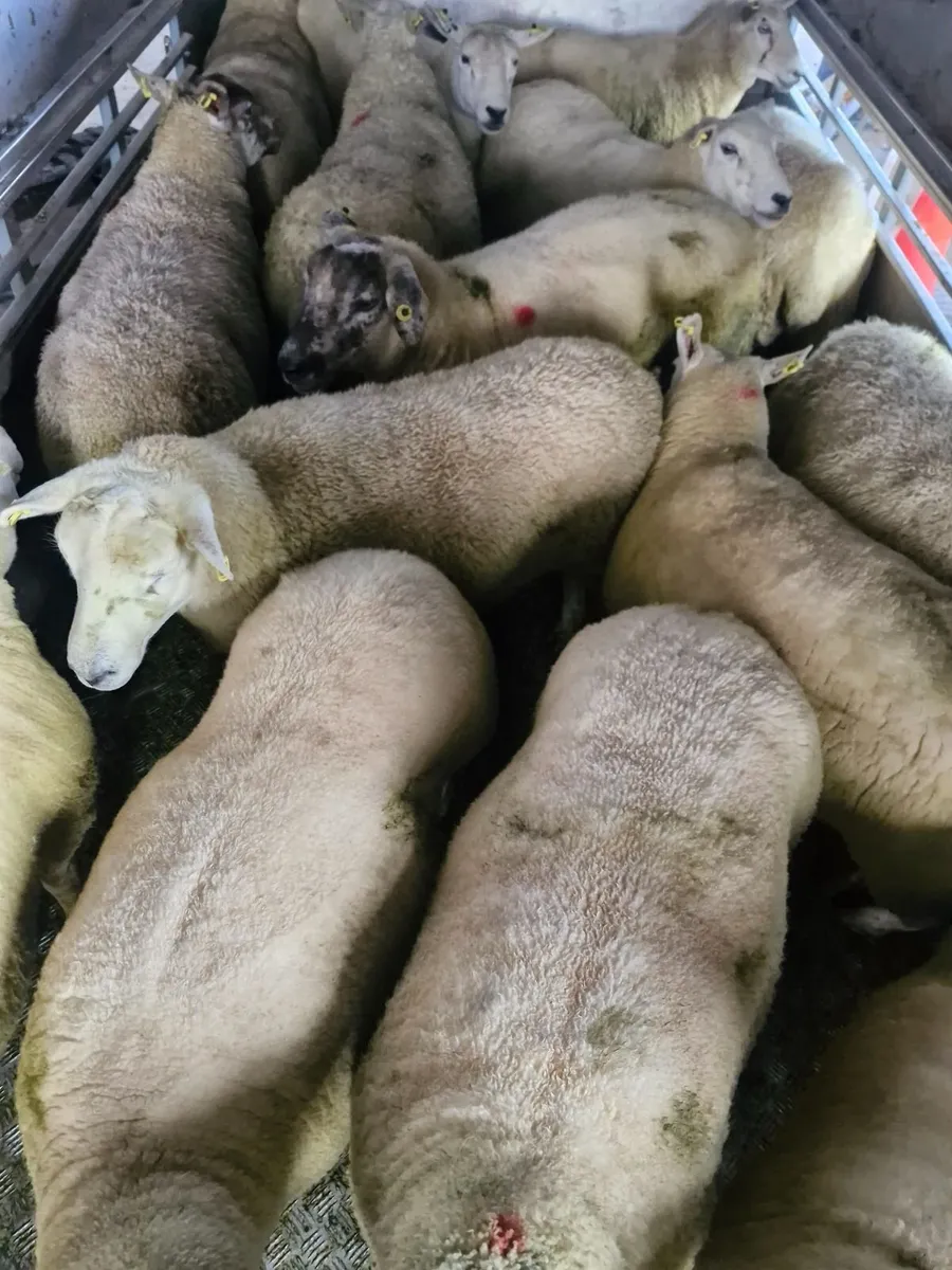 Hoggets - Image 1