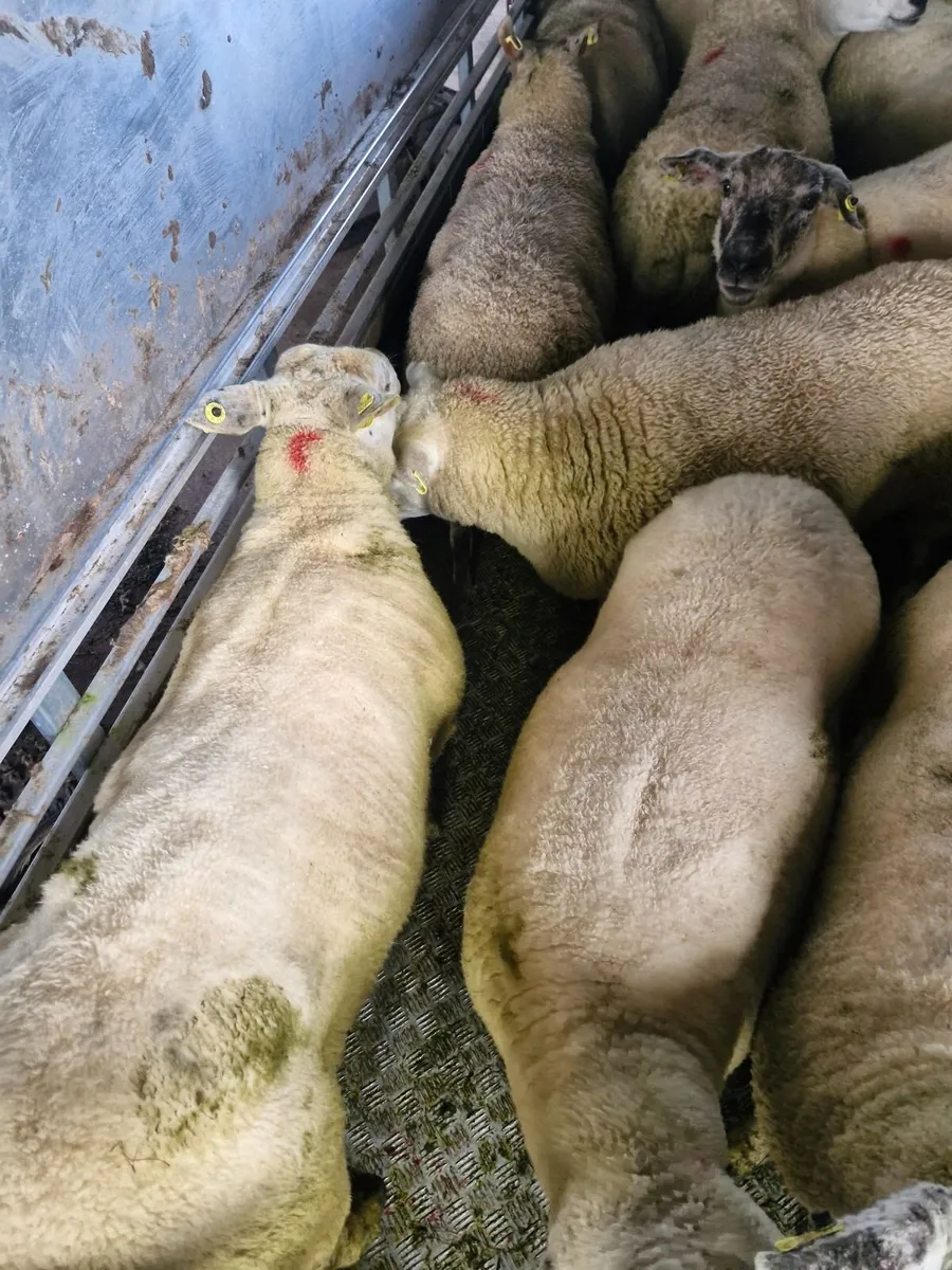 Hoggets - Image 2