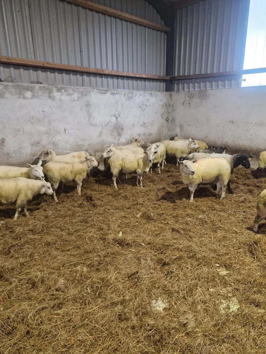 Hoggets - Image 3