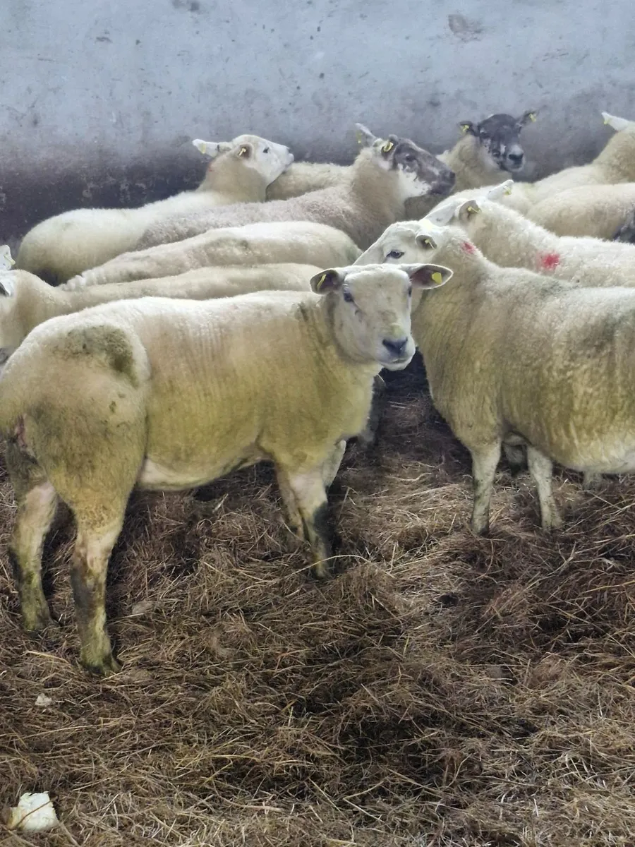 Hoggets - Image 4
