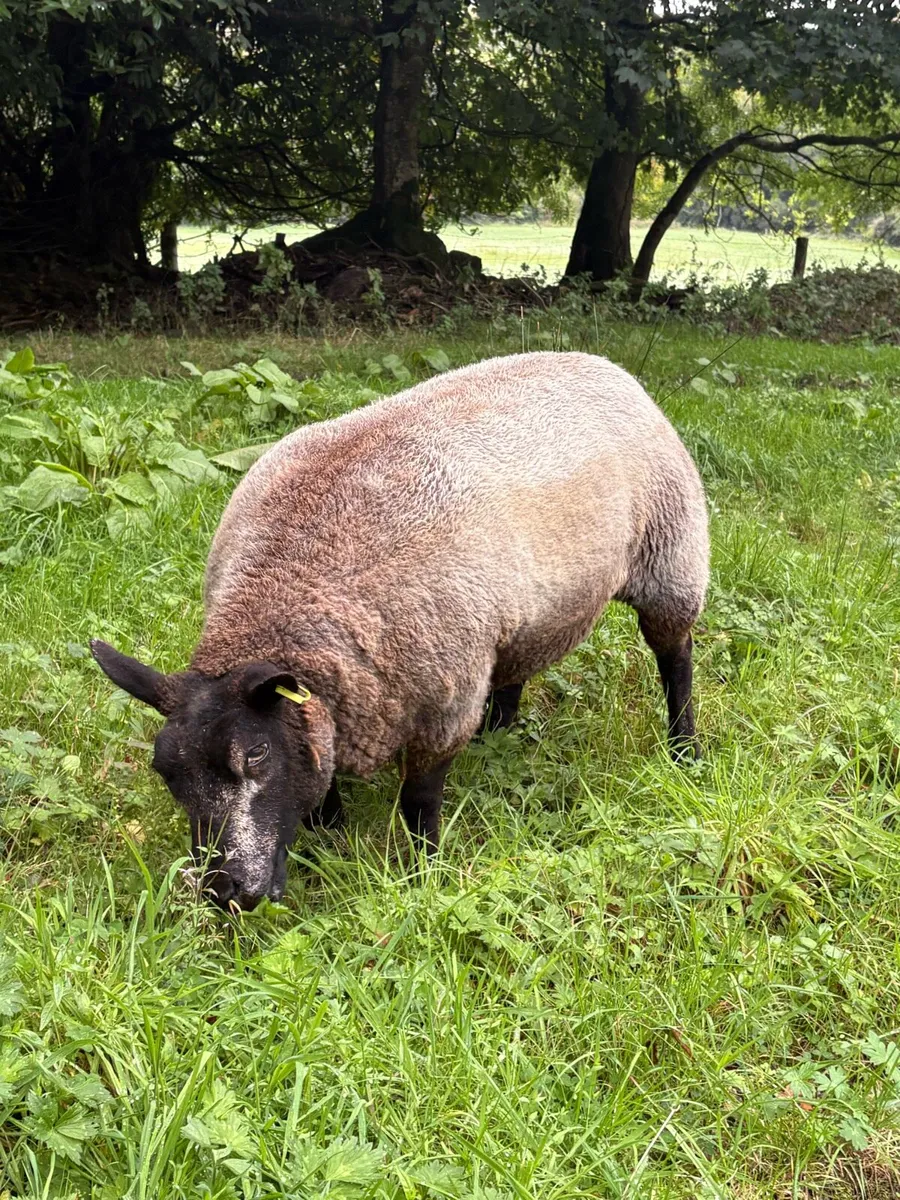 Zwartbles Charolais blue texel Cheviot - Image 2