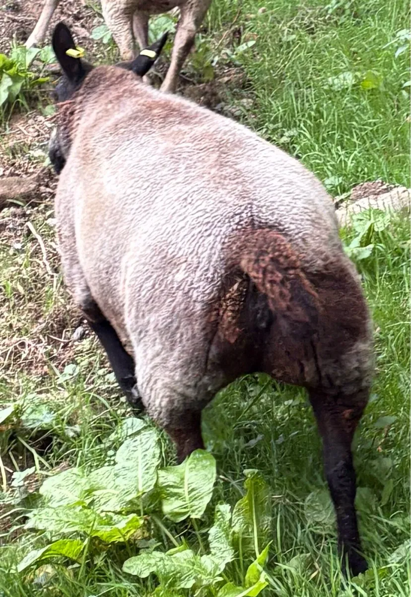Zwartbles Charolais blue texel Cheviot - Image 3