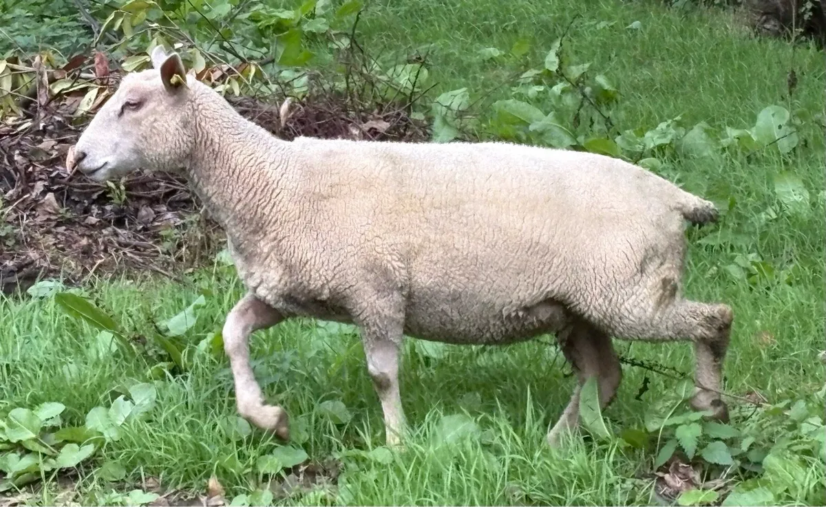 Zwartbles Charolais blue texel Cheviot - Image 4