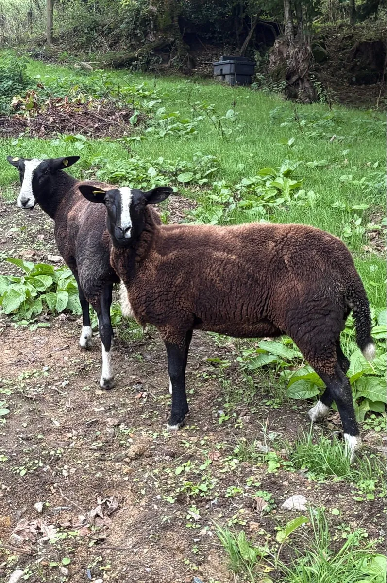 Zwartbles Charolais blue texel Cheviot - Image 1
