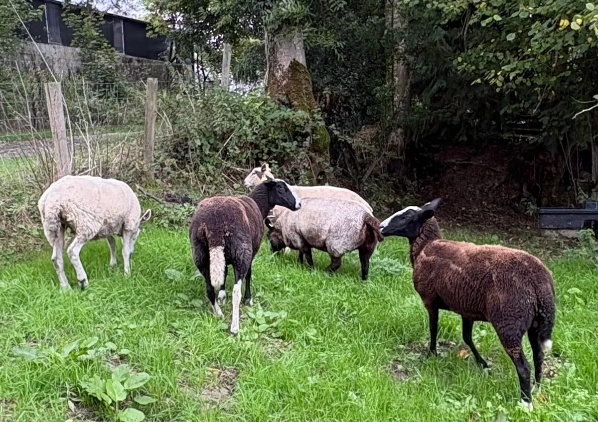 Zwartbles Charolais Cheviot mule - Image 3