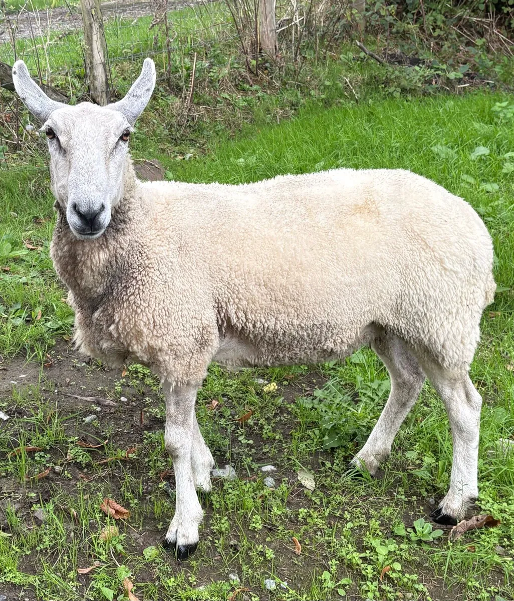 Zwartbles Charolais Cheviot mule - Image 4