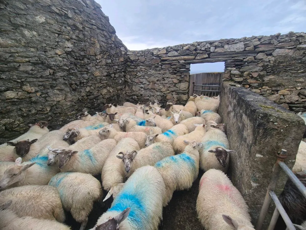 Ewe lambs - Image 2