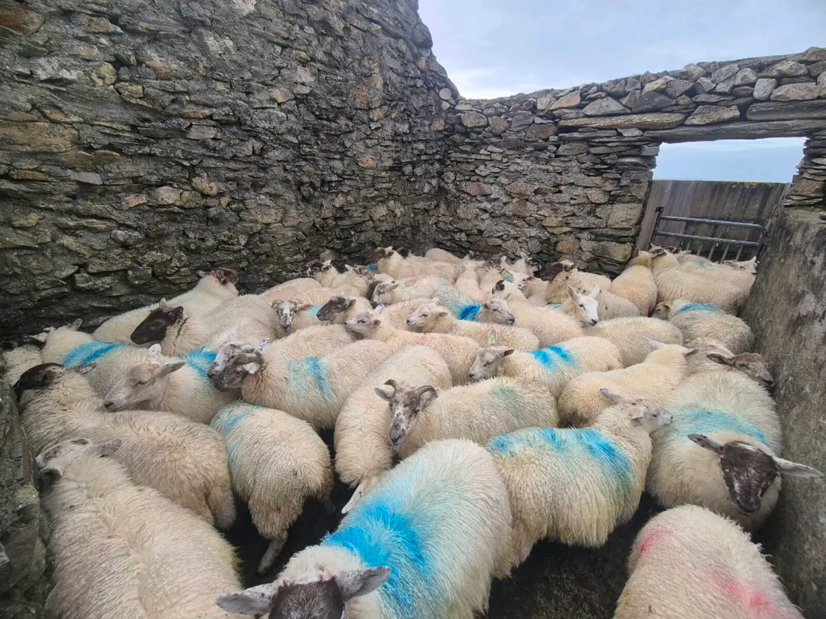 Ewe lambs - Image 3