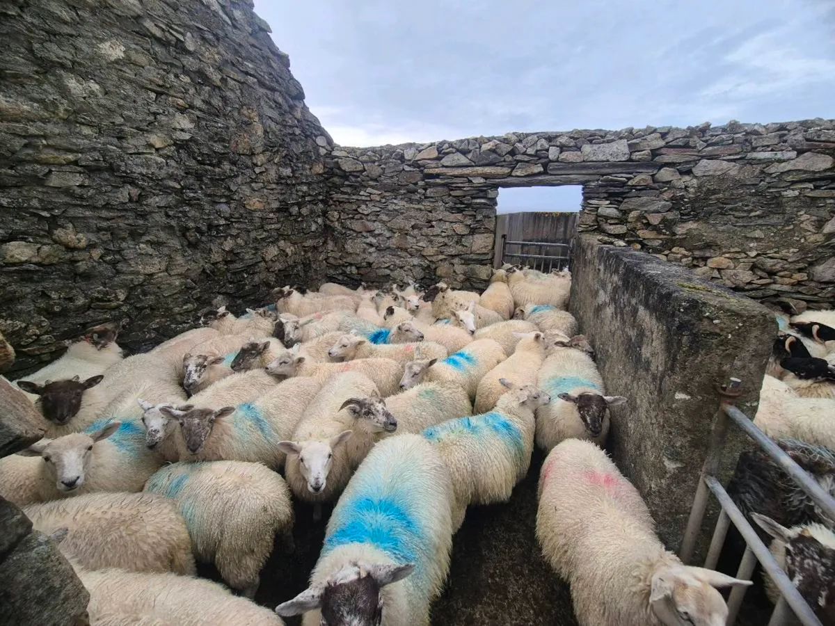 Ewe lambs - Image 4