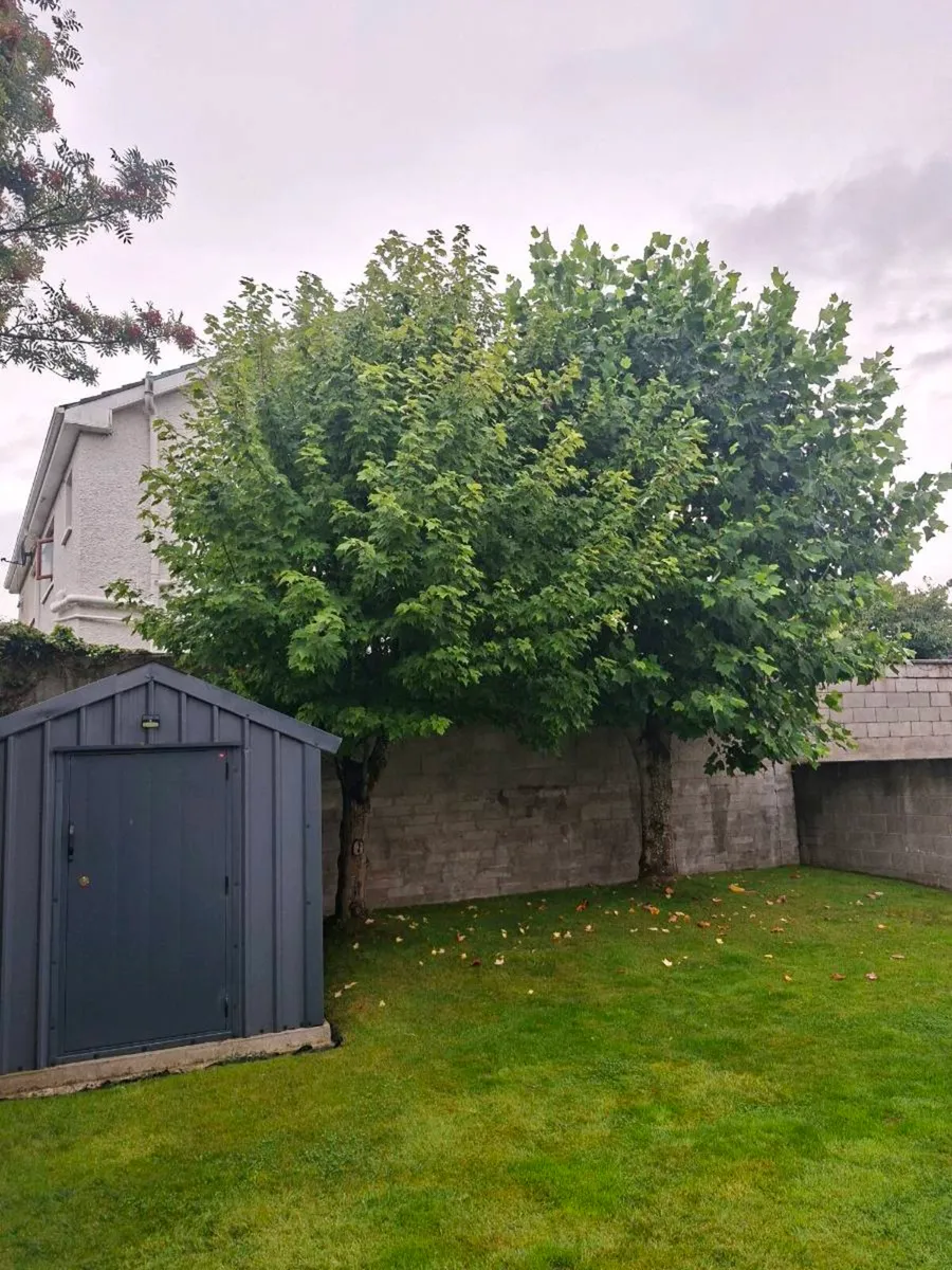 Tree Services (A.K.J Tree Care) - Image 1