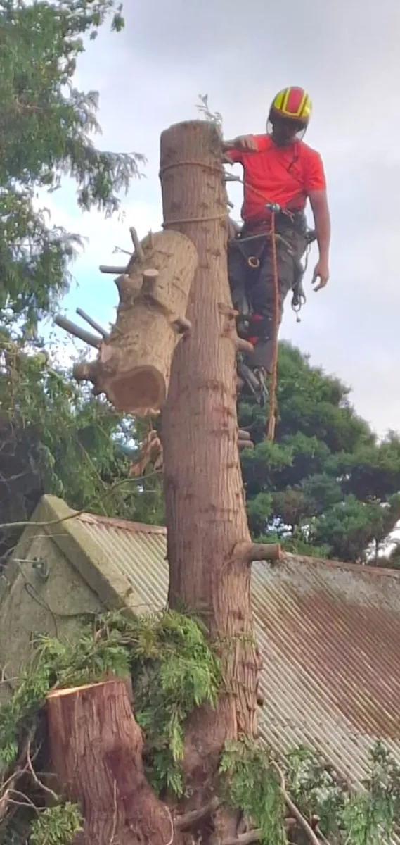 Tree Services (A.K.J Tree Care) - Image 3