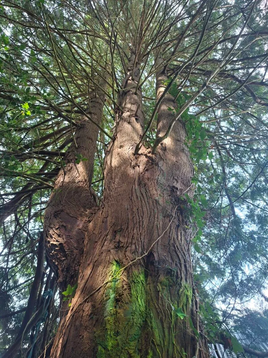 Tree Services (A.K.J Tree Care) - Image 4