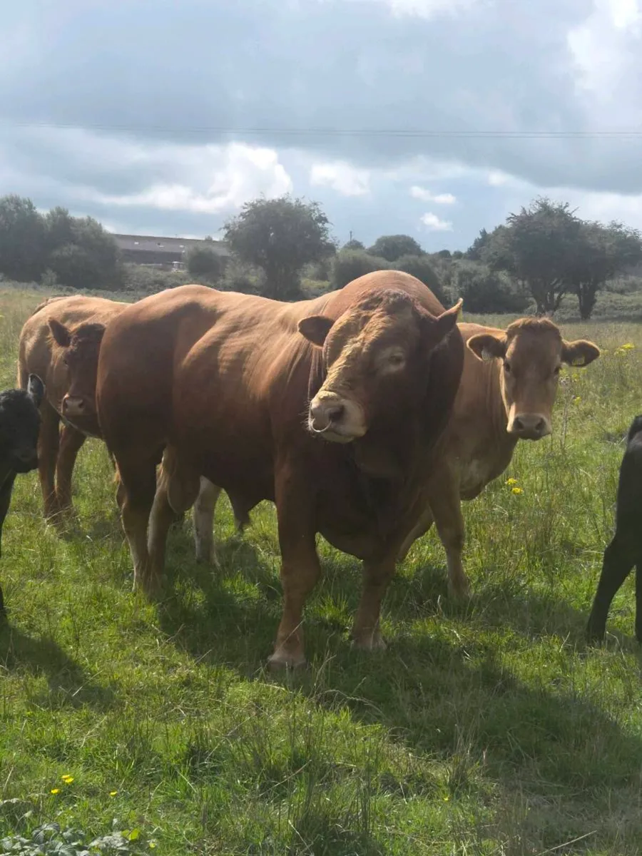 Zag Limousin Bull - Image 2