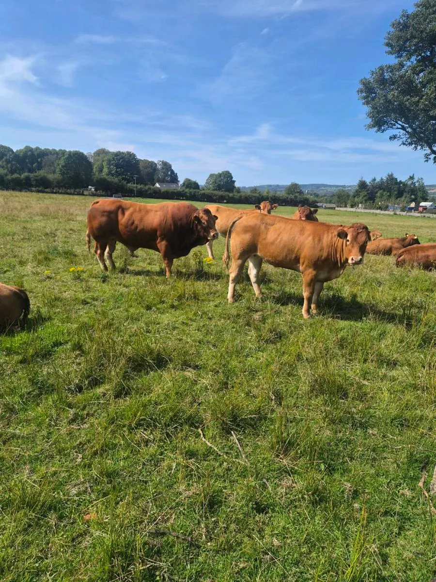 Zag Limousin Bull - Image 1