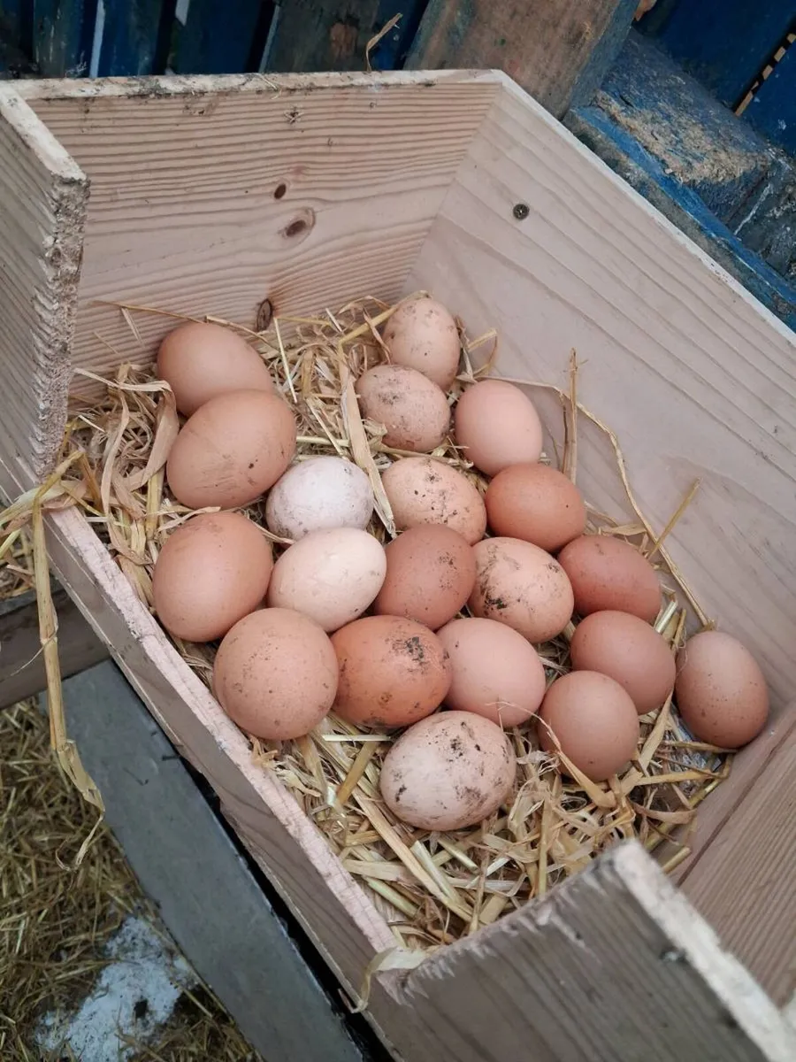 70 chickens for sale - Image 2