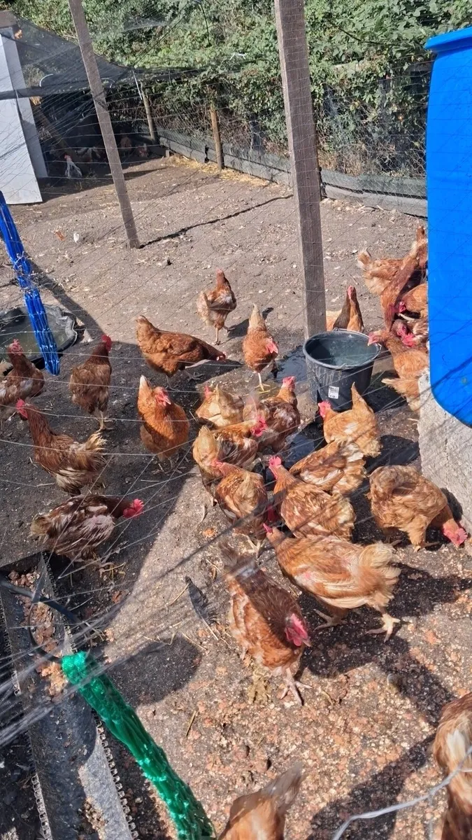 70 chickens for sale - Image 1