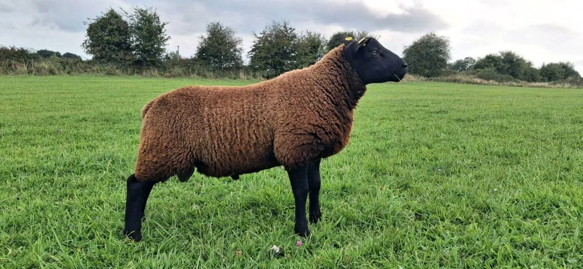 A lovely Organic Texel/Zwartable Ram - Image 1