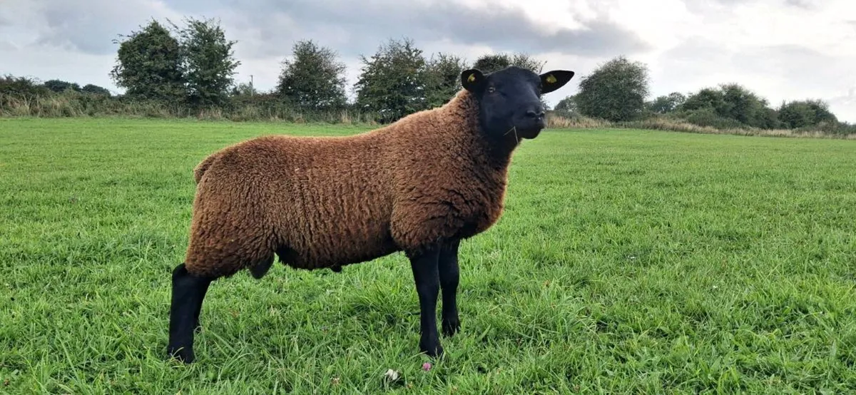 A lovely Organic Texel/Zwartable Ram - Image 2