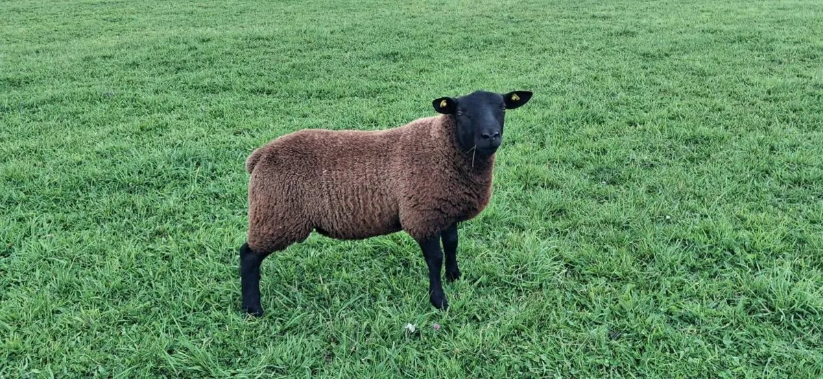 A lovely Organic Texel/Zwartable Ram - Image 3