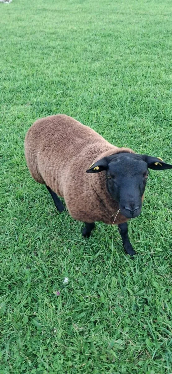 A lovely Organic Texel/Zwartable Ram - Image 4