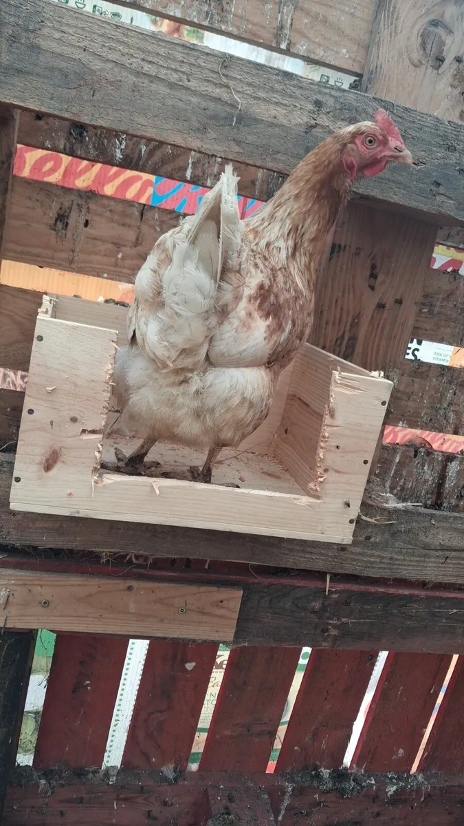 70 chickens for sale - Image 3