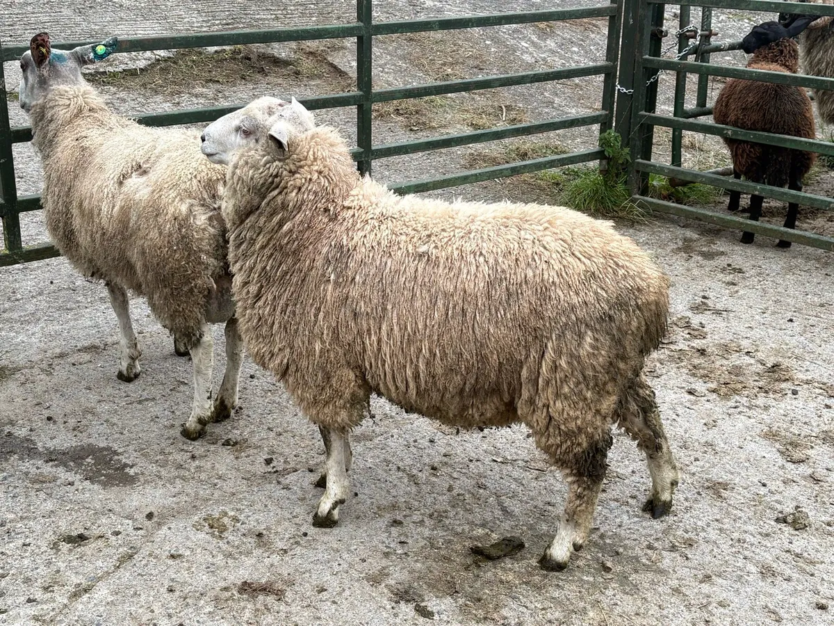Romney Ram - Image 1