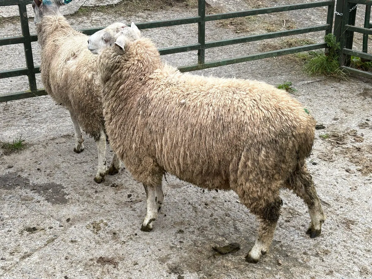 Romney Ram - Image 2