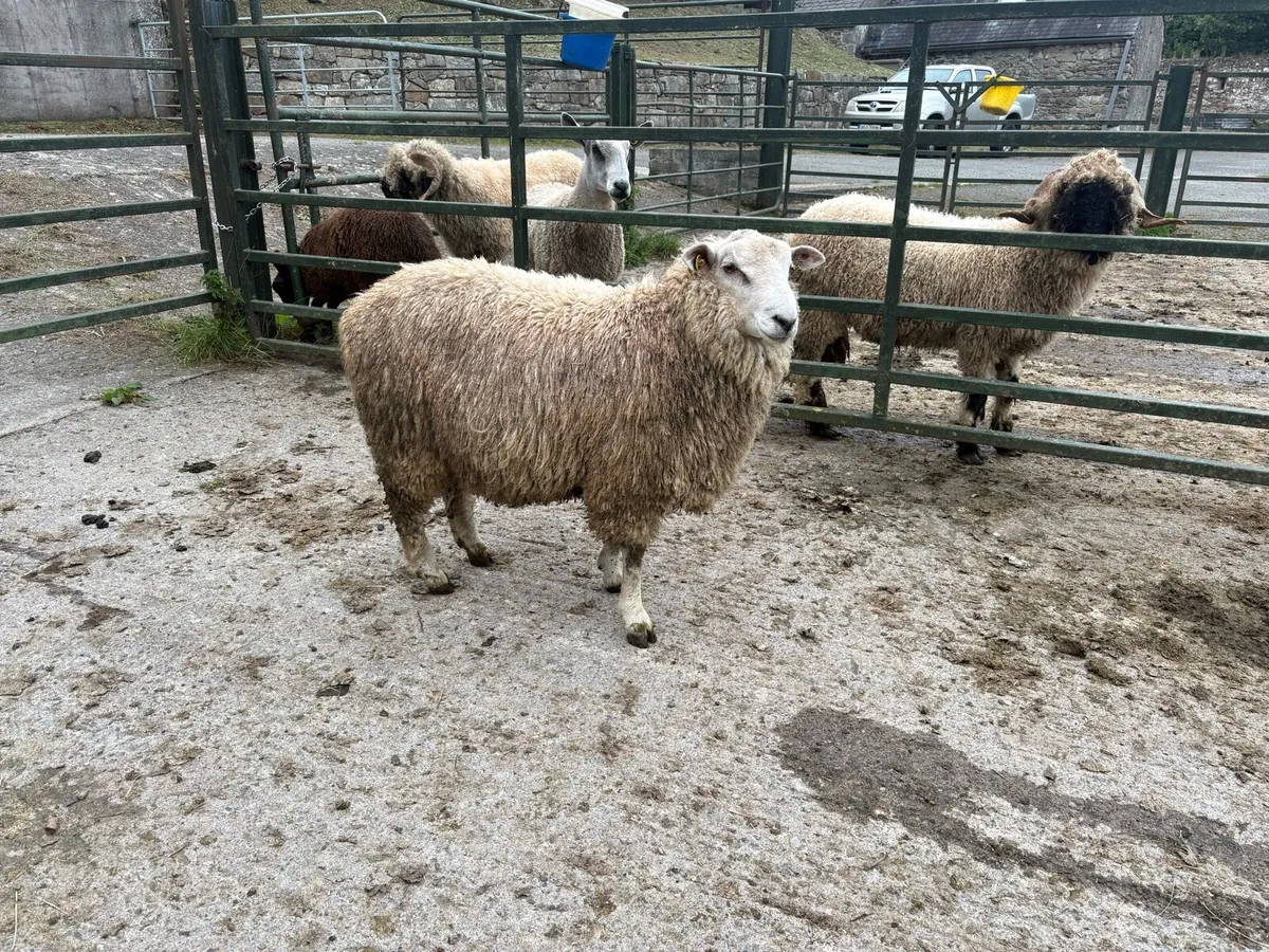 Romney Ram - Image 3