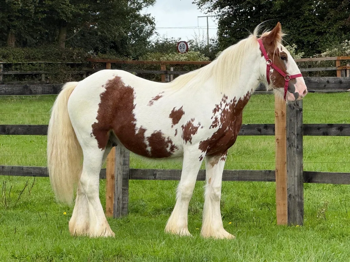 Horse - Image 3