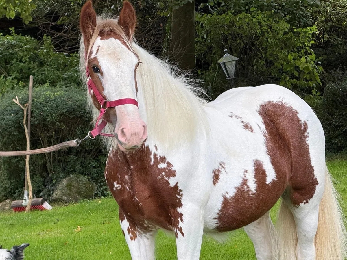 Horse - Image 4