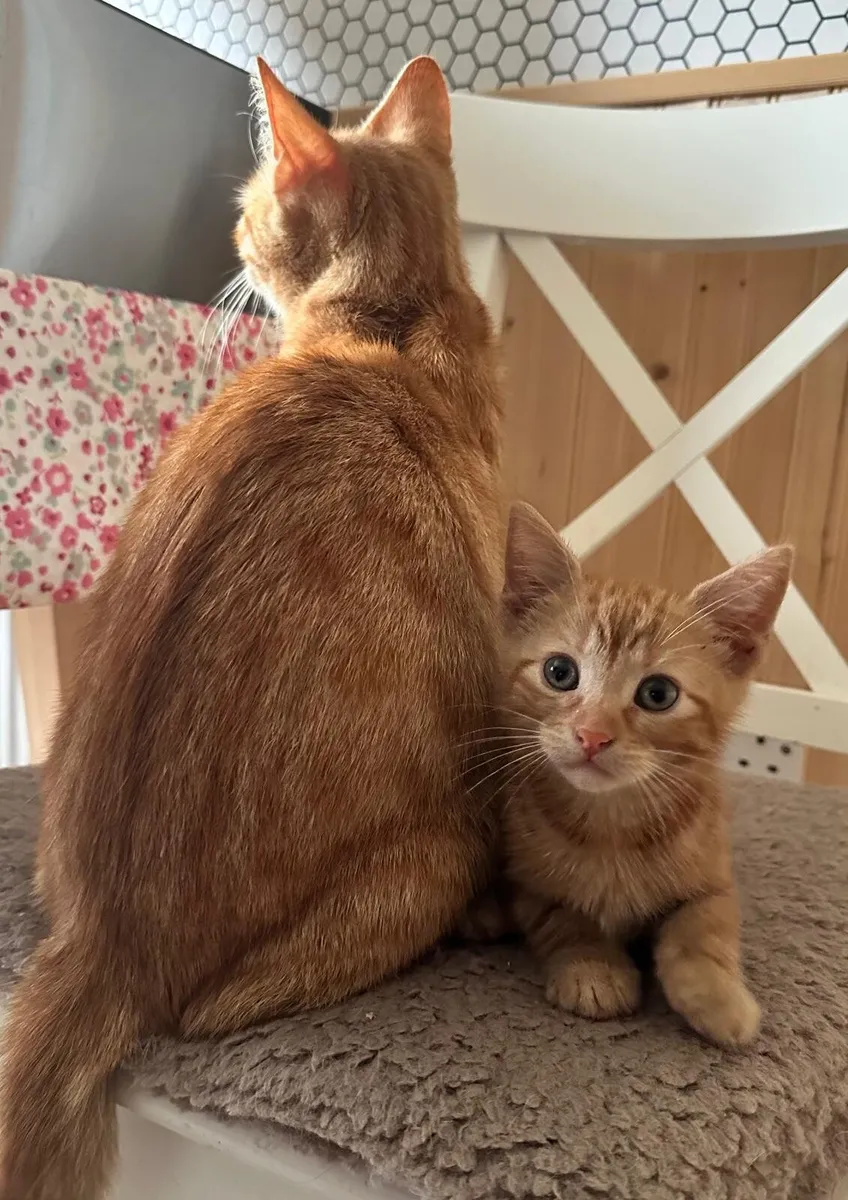 Ginger Kittens - Image 1