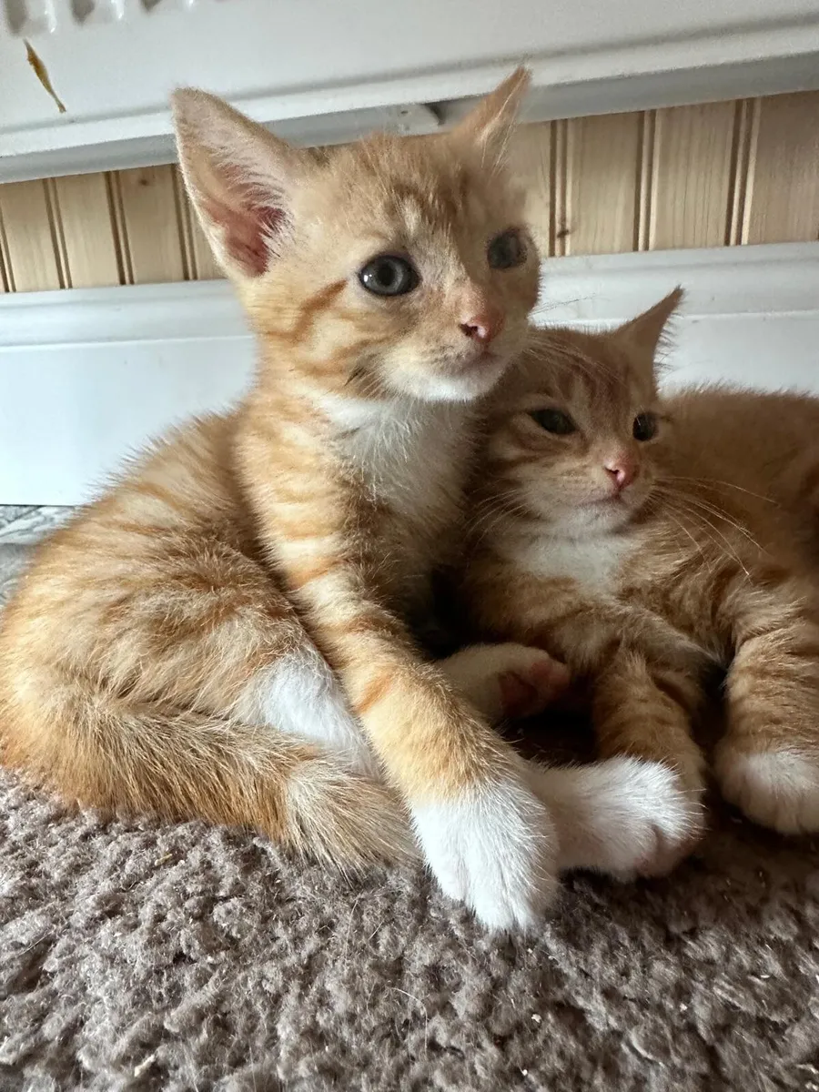 Ginger Kittens - Image 4