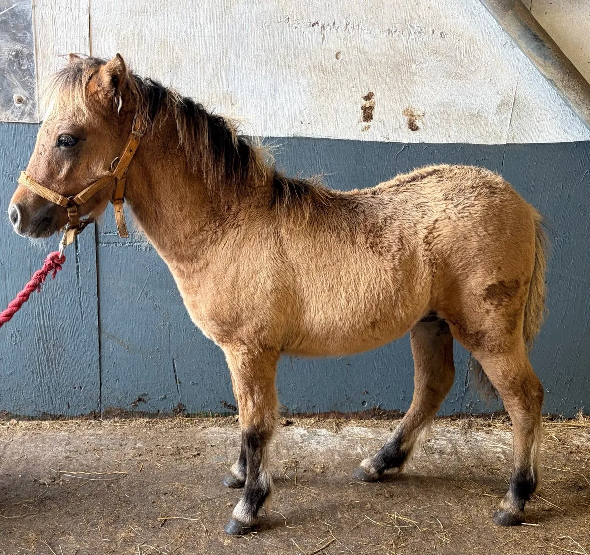 Small pony geldings - Image 3